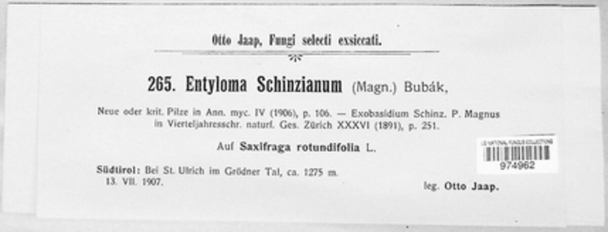 Entyloma schinzianum image